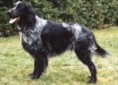 SPANIEL DE PICARDIA